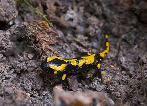 Salamandra salamandra (Salamandridae)  - Salamandre tachetée - Fire Salamander Marne [France] 16/09/2006 - 170m