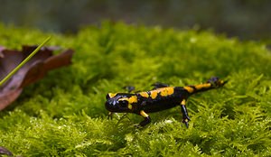 Salamandra salamandra (Salamandridae)  - Salamandre tachetée - Fire Salamander Marne [France] 16/09/2006 - 170m