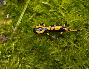 Salamandra salamandra (Salamandridae)  - Salamandre tachetée - Fire Salamander Marne [France] 16/09/2006 - 170m
