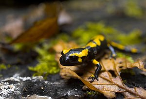 Salamandra salamandra Salamandre tachetée Fire Salamander