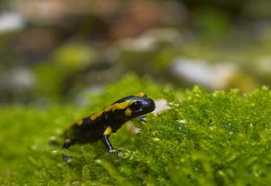 Salamandra salamandra (Salamandridae)  - Salamandre tachetée - Fire Salamander Marne [France] 16/09/2006 - 170m