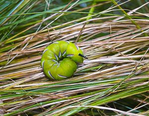 Sphinx ligustri (Sphingidae)  - Sphinx du Troène - Privet Hawk-moth Meuse [France] 16/09/2006 - 170m