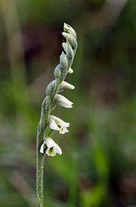 Spiranthes spiralis (Orchidaceae)  - Spiranthe d'automne, Spiranthe spiralée - Autumn Lady's-tresses Pas-de-Calais [France] 02/09/2006 - 80m