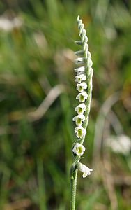 Spiranthes spiralis (Orchidaceae)  - Spiranthe d'automne, Spiranthe spiralée - Autumn Lady's-tresses Pas-de-Calais [France] 02/09/2006 - 80m