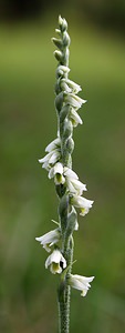 Spiranthes spiralis (Orchidaceae)  - Spiranthe d'automne, Spiranthe spiralée - Autumn Lady's-tresses Pas-de-Calais [France] 02/09/2006 - 80m