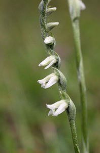 Spiranthes spiralis (Orchidaceae)  - Spiranthe d'automne, Spiranthe spiralée - Autumn Lady's-tresses Pas-de-Calais [France] 02/09/2006 - 90m