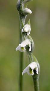 Spiranthes spiralis (Orchidaceae)  - Spiranthe d'automne, Spiranthe spiralée - Autumn Lady's-tresses Pas-de-Calais [France] 02/09/2006 - 90m