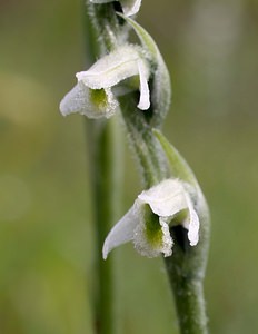 Spiranthes spiralis (Orchidaceae)  - Spiranthe d'automne, Spiranthe spiralée - Autumn Lady's-tresses Pas-de-Calais [France] 02/09/2006 - 90m