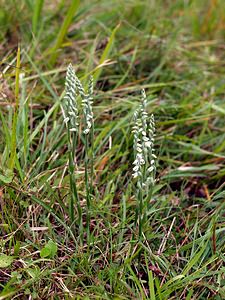 Spiranthes spiralis (Orchidaceae)  - Spiranthe d'automne, Spiranthe spiralée - Autumn Lady's-tresses Pas-de-Calais [France] 02/09/2006 - 90m