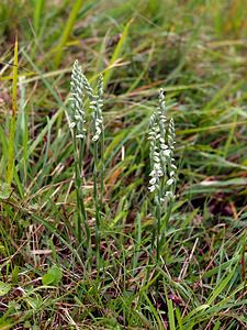 Spiranthes spiralis (Orchidaceae)  - Spiranthe d'automne, Spiranthe spiralée - Autumn Lady's-tresses Pas-de-Calais [France] 02/09/2006 - 90m