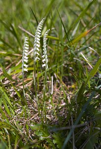 Spiranthes spiralis (Orchidaceae)  - Spiranthe d'automne, Spiranthe spiralée - Autumn Lady's-tresses Pas-de-Calais [France] 09/09/2006 - 80m