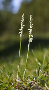 Spiranthes spiralis (Orchidaceae)  - Spiranthe d'automne, Spiranthe spiralée - Autumn Lady's-tresses Pas-de-Calais [France] 09/09/2006 - 80m