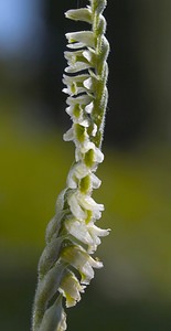 Spiranthes spiralis (Orchidaceae)  - Spiranthe d'automne, Spiranthe spiralée - Autumn Lady's-tresses Pas-de-Calais [France] 09/09/2006 - 80m