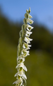 Spiranthes spiralis (Orchidaceae)  - Spiranthe d'automne, Spiranthe spiralée - Autumn Lady's-tresses Pas-de-Calais [France] 09/09/2006 - 80m