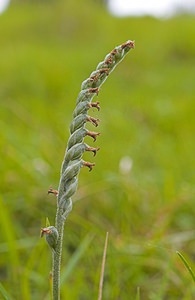 Spiranthes spiralis (Orchidaceae)  - Spiranthe d'automne, Spiranthe spiralée - Autumn Lady's-tresses Pas-de-Calais [France] 23/09/2006 - 80m