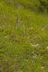 Spiranthes spiralis (Orchidaceae)  - Spiranthe d'automne, Spiranthe spiralée - Autumn Lady's-tresses Pas-de-Calais [France] 23/09/2006 - 80m