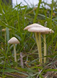 Bolbitius titubans (Bolbitiaceae)  - Yellow Fieldcap  [France] 28/10/2006 - 130m