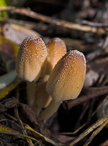 Coprinellus micaceus (Psathyrellaceae)  - Coprin micacé Nord [France] 11/10/2006 - 20m