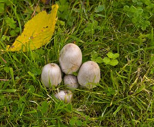 Coprinus atramentarius (Psathyrellaceae)  - Coprin noir d'encre - Common Inkcap Nord [France] 14/10/2006 - 20m