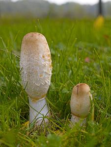 Coprinus comatus (Psathyrellaceae)  - Coprin chevelu - Shaggy Inkcap Nord [France] 14/10/2006 - 20m