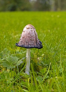 Coprinus comatus (Psathyrellaceae)  - Coprin chevelu - Shaggy Inkcap Nord [France] 14/10/2006 - 20m