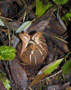 Geastrum triplex (Geastraceae)  - Géastre a trois enveloppes - Collared Earthstar Nord [France] 11/10/2006 - 20m