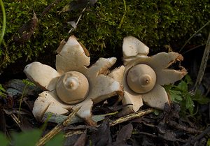 Geastrum triplex (Geastraceae)  - Géastre a trois enveloppes - Collared Earthstar Nord [France] 11/10/2006 - 30m