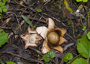 Geastrum triplex (Geastraceae)  - Géastre a trois enveloppes - Collared Earthstar Nord [France] 11/10/2006 - 30m