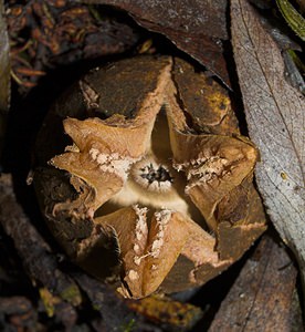 Geastrum triplex (Geastraceae)  - Géastre a trois enveloppes - Collared Earthstar Nord [France] 11/10/2006 - 30m