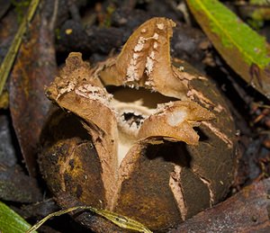 Geastrum triplex (Geastraceae)  - Géastre a trois enveloppes - Collared Earthstar Nord [France] 11/10/2006 - 30m