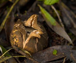 Geastrum triplex (Geastraceae)  - Géastre a trois enveloppes - Collared Earthstar Nord [France] 11/10/2006 - 30m