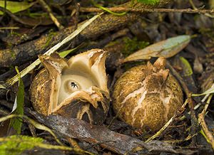 Geastrum triplex (Geastraceae)  - Géastre a trois enveloppes - Collared Earthstar Nord [France] 14/10/2006 - 30m