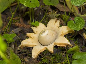 Geastrum triplex (Geastraceae)  - Géastre a trois enveloppes - Collared Earthstar Nord [France] 14/10/2006 - 30m