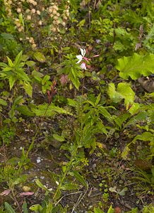 Oenothera lindheimeri (Onagraceae)  - Onagre de Lindheimer, Gaura de Lindheimer Nord [France] 21/10/2006 - 30mplante introduite (provenance Sud Ouest des Etats-Unis ?), ?chapp?e de jardins.