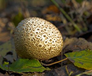 Scleroderma citrinum (Sclerodermataceae)  - Scléroderme vulgaire, Scléroderme commun, Scléroderme citron, Scléroderme orangé - Common Earthball Nord [France] 07/10/2006 - 30m