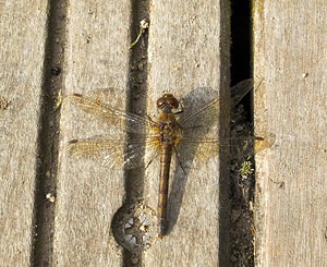 Sympetrum sanguineum (Libellulidae)  - Sympétrum sanguin, Sympétrum rouge sang - Ruddy Darter Nord [France] 14/10/2006 - 20mfemelle ag?e