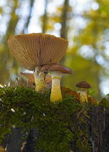 Armillaria gallica (Tricholomataceae)  - Armillaire à voile jaune - Bulbous Honey Fungus Pas-de-Calais [France] 18/11/2006 - 130m