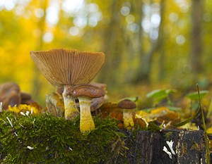 Armillaria gallica (Tricholomataceae)  - Armillaire à voile jaune - Bulbous Honey Fungus Pas-de-Calais [France] 18/11/2006 - 130m