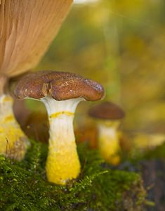 Armillaria gallica (Tricholomataceae)  - Armillaire à voile jaune - Bulbous Honey Fungus Pas-de-Calais [France] 18/11/2006 - 130m