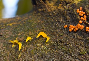 Calocera cornea (Dacrymycetaceae)  - Calocère petite-corne - Small Stagshorn Tournai-Mouscron [Belgique] 29/11/2006 - 60m? gauche.