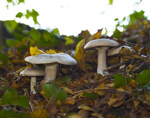 Clitocybe nebularis (Tricholomataceae)  - Clitocybe nébuleux - Clouded Funnel Dinant [Belgique] 01/11/2006 - 160m