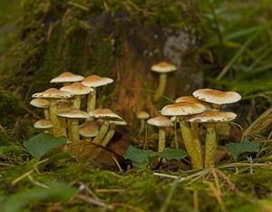 Hypholoma fasciculare (Strophariaceae)  - Hypholome en touffes, Hypholome fasciculé, Géophile, Nématolome en touffes - Sulphur Tuft Somme [France] 11/11/2006 - 170m