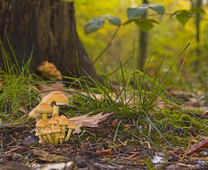 Hypholoma fasciculare (Strophariaceae)  - Hypholome en touffes, Hypholome fasciculé, Géophile, Nématolome en touffes - Sulphur Tuft Somme [France] 11/11/2006 - 170m