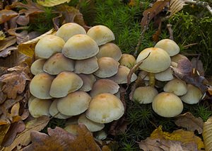 Hypholoma fasciculare (Strophariaceae)  - Hypholome en touffes, Hypholome fasciculé, Géophile, Nématolome en touffes - Sulphur Tuft Nord [France] 26/11/2006 - 30m