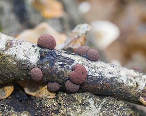 Hypoxylon fragiforme (Xylariaceae)  - Hypoxylon en forme de fraise - Beech Woodwart Nord [France] 26/11/2006 - 20m