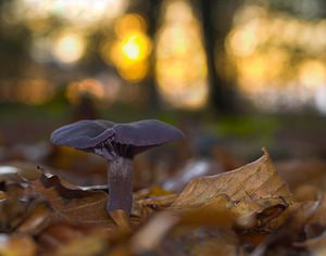 Laccaria amethystina (Hydnangiaceae)  - Laque améthyste - Amethyst Deceiver Pas-de-Calais [France] 19/11/2006 - 100m