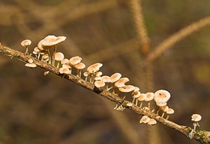 Marasmiellus ramealis (Marasmiaceae)  - Twig Parachute Somme [France] 11/11/2006 - 170m