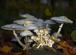 Mucidula mucida (Physalacriaceae)  - Collybie visqueuse - Porcelain Fungus Pas-de-Calais [France] 19/11/2006 - 100m