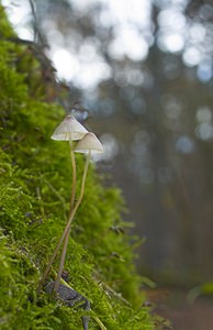 Mycena epipterygia (Mycenaceae)  - Mycène des fougères - Yellowleg Bonnet Nord [France] 26/11/2006 - 30m