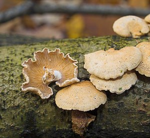 Panellus stipticus (Mycenaceae)  - Panelle astringente - Bitter Oysterling Nord [France] 26/11/2006 - 30mce champignon brille faiblement dans l'obscurit?